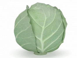 Green cabbage vegetable 3d preview