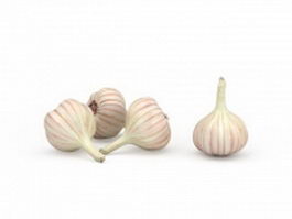 Fresh garlic 3d model preview