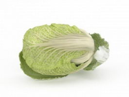 Celery cabbage 3d model preview