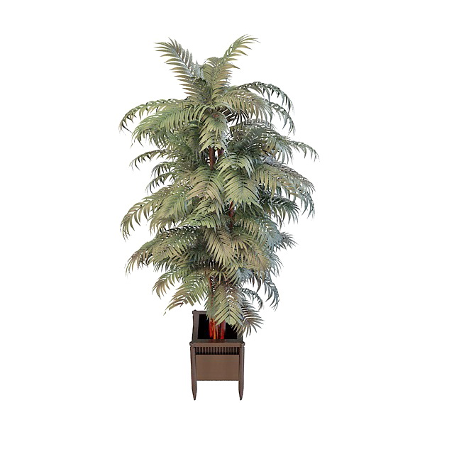 Paradise palm silk tree in pot 3d rendering