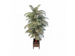 Paradise palm silk tree in pot 3d model preview