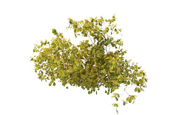 Wild plant with yellow berries 3d rendering