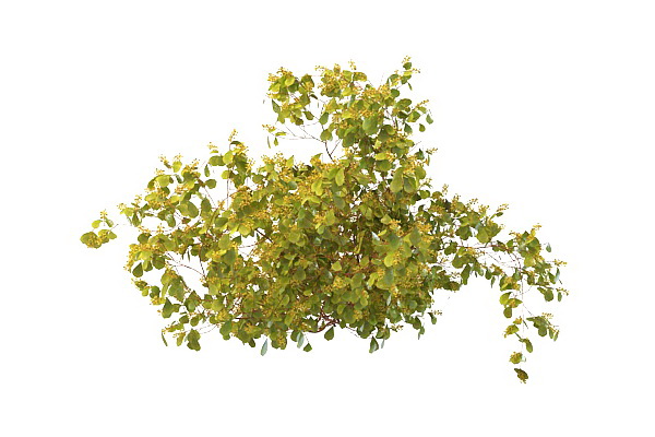 Wild plant with yellow berries 3d rendering