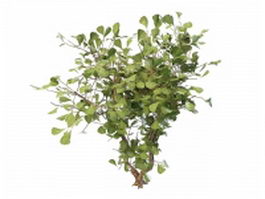Ginkgo Biloba Maidenhair tree 3d model preview