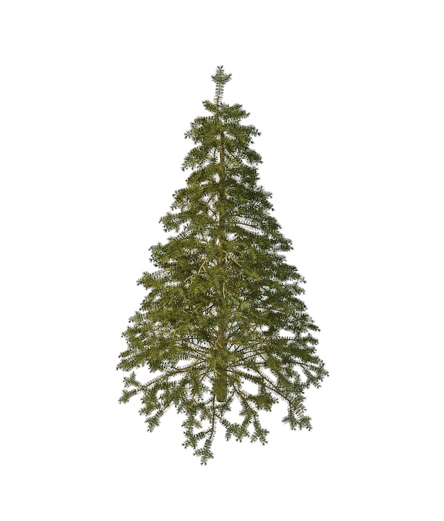 Spruce pine tree 3d rendering