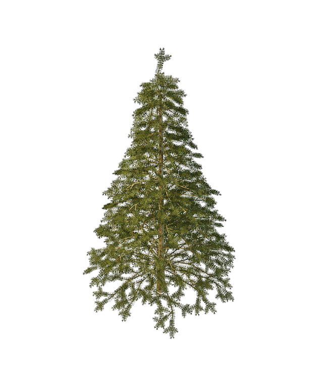 Spruce pine tree 3d rendering