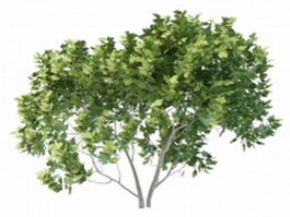 European maple tree 3d model preview