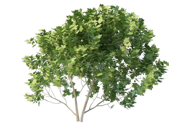 European maple tree 3d rendering