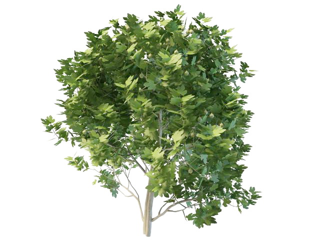 European maple tree 3d rendering