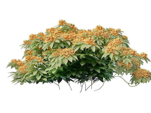 Orange flower shrub 3d rendering