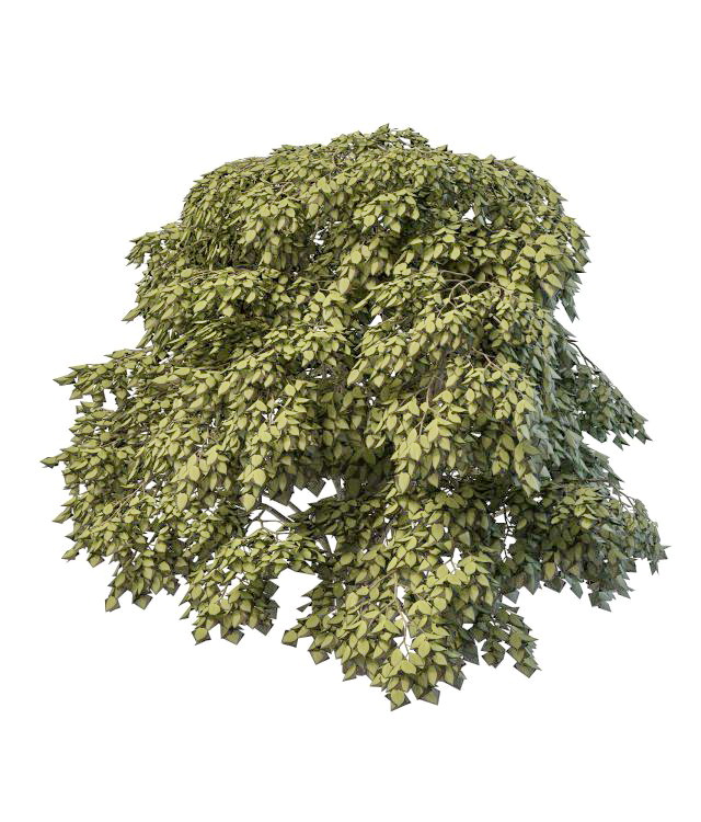 Staphylea bladdernut tree 3d rendering