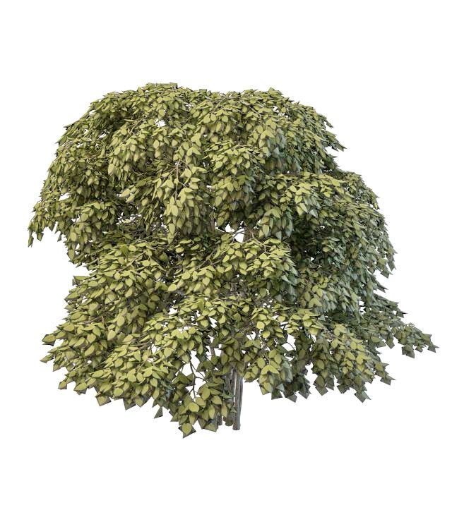 Staphylea bladdernut tree 3d rendering