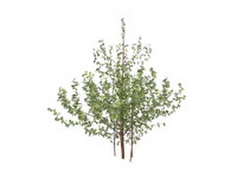 Medium sized shrub plant 3d model preview