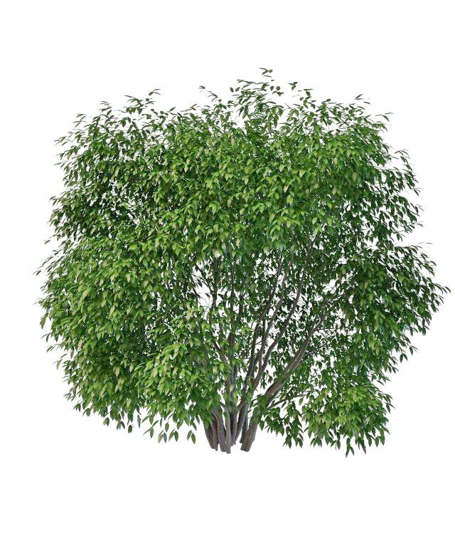 Large evergreen shrubs 3d rendering