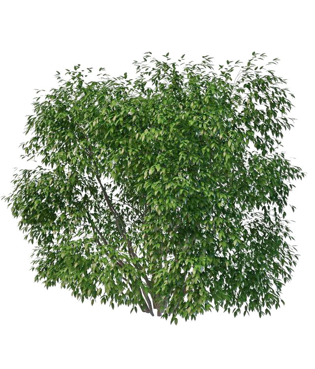 Large evergreen shrubs 3d rendering