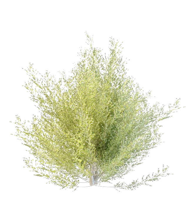 Dwarf tropical tree 3d rendering