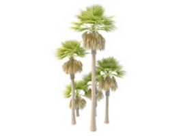 Tall and dwarf palmyra palm trees 3d model preview