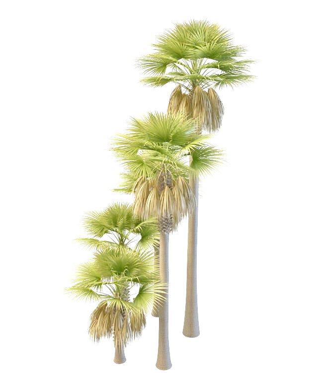 Tall and dwarf palmyra palm trees 3d rendering