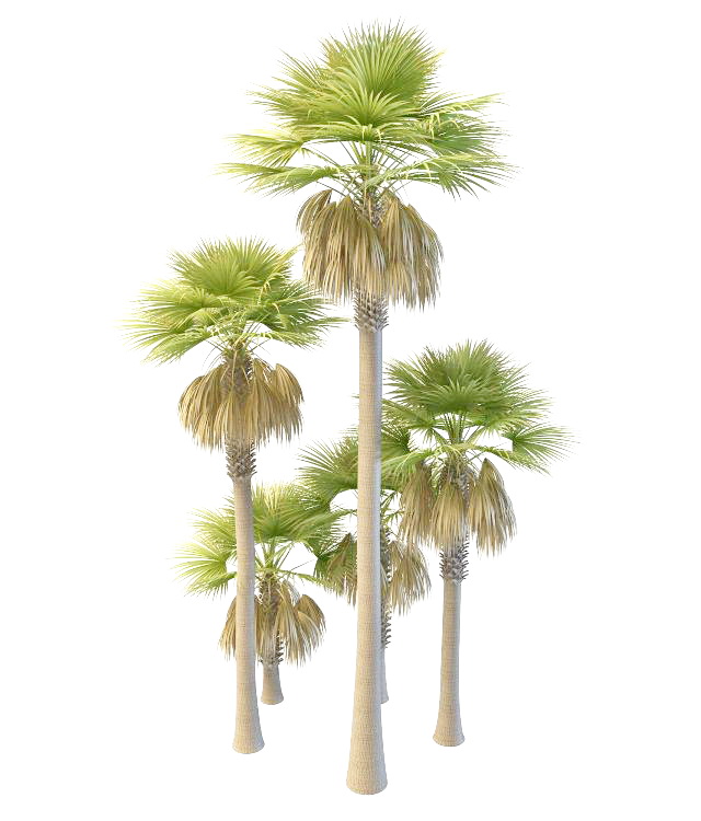 Tall and dwarf palmyra palm trees 3d rendering