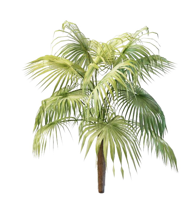 Pritchardia pacifica fan palm 3d rendering