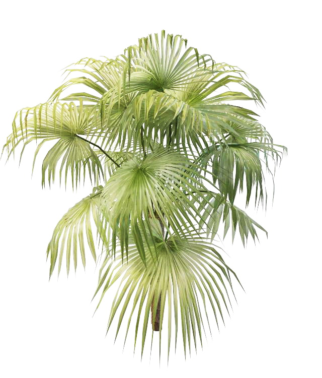 Pritchardia pacifica fan palm 3d rendering