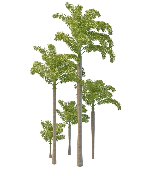Foxtail palm tree 3d rendering