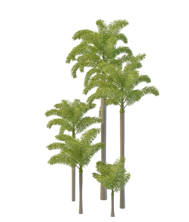Foxtail palm tree 3d rendering