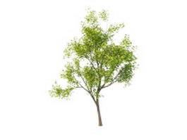 America Maple tree 3d model preview