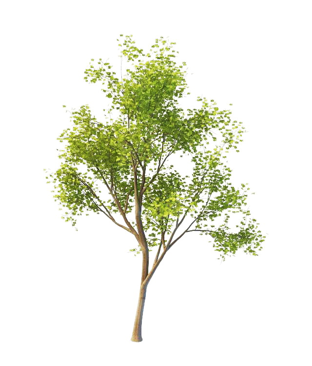 America Maple tree 3d rendering