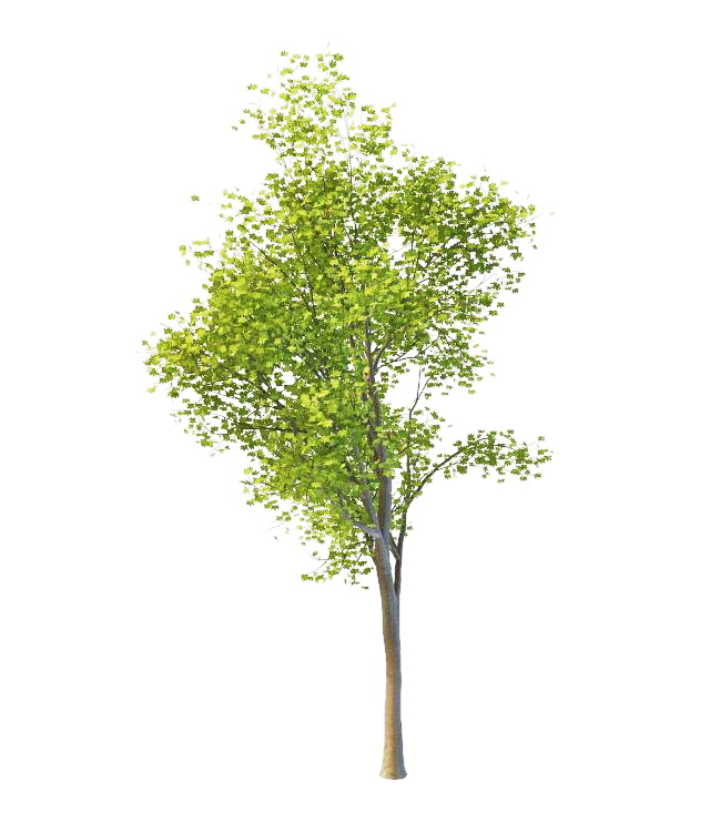 America Maple tree 3d rendering
