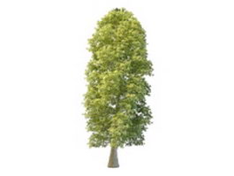 Cypress-pine 3d model preview