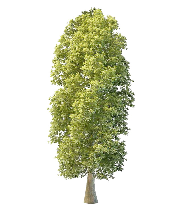 Cypress-pine 3d rendering