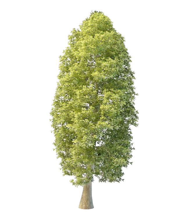 Cypress-pine 3d rendering