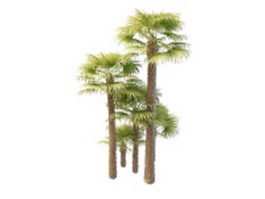 Chinese windmill palm 3d model preview