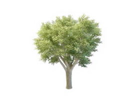 Big oak tree 3d preview