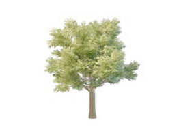 Beautiful big tree landscape 3d model preview