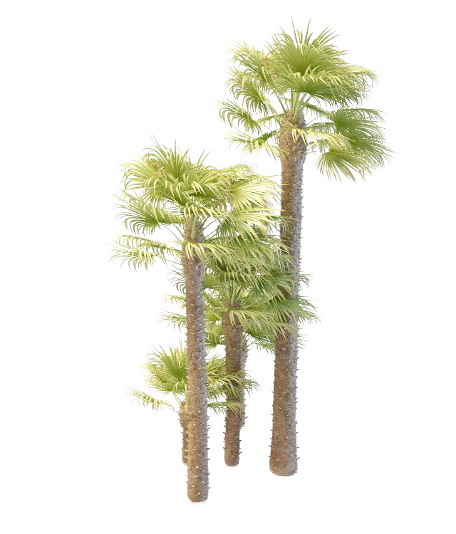 Big & small windmill palm 3d rendering