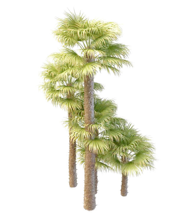 Big & small windmill palm 3d rendering