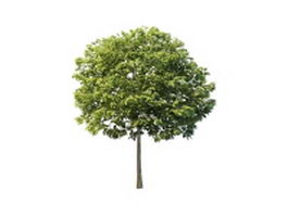 Yard ornamental tree 3d model preview
