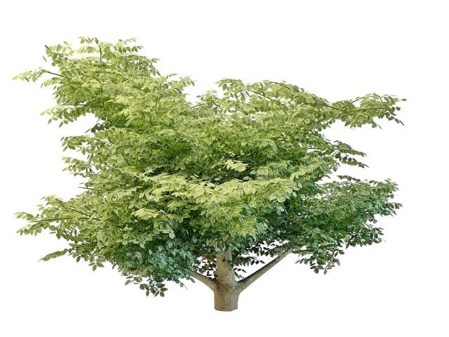 Variegated leaf tree 3d rendering