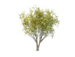 Black willow tree 3d model preview