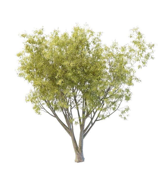 Black willow tree 3d rendering