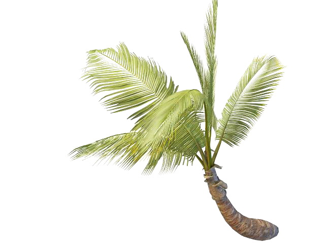 Betel palm tree 3d rendering