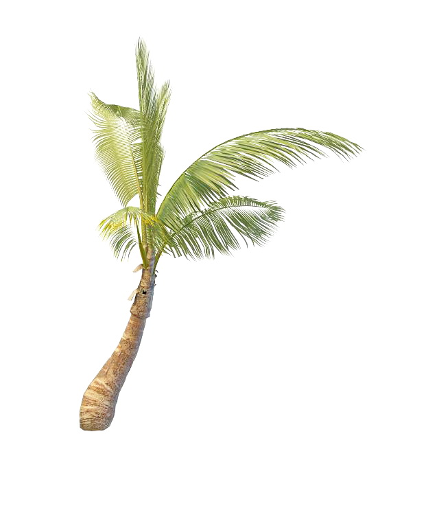 Betel palm tree 3d rendering