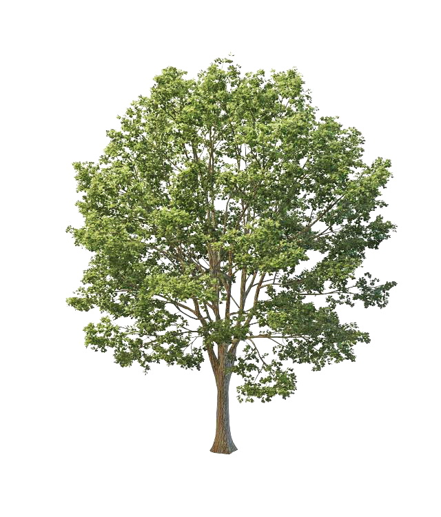 Britain lime tree 3d rendering