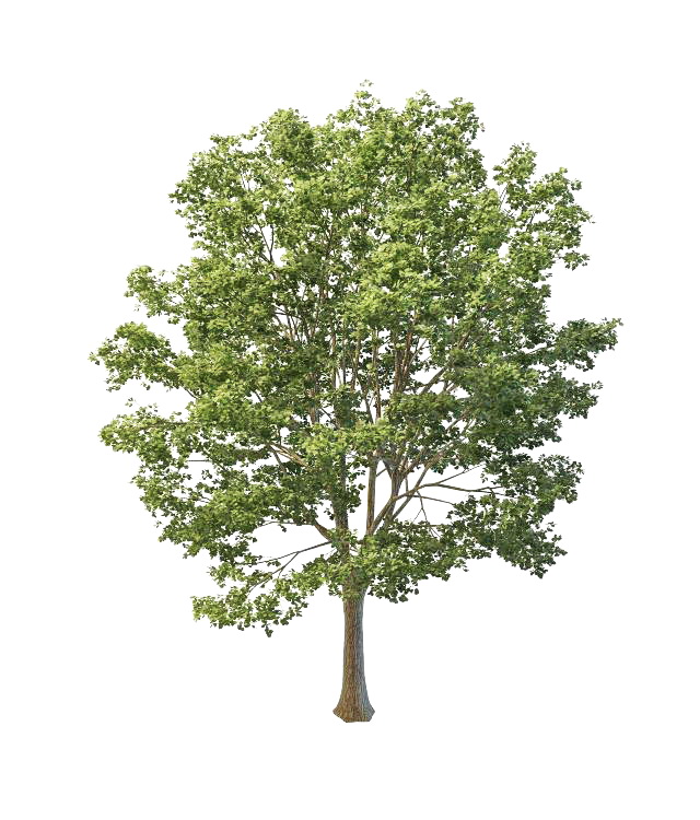 Britain lime tree 3d rendering