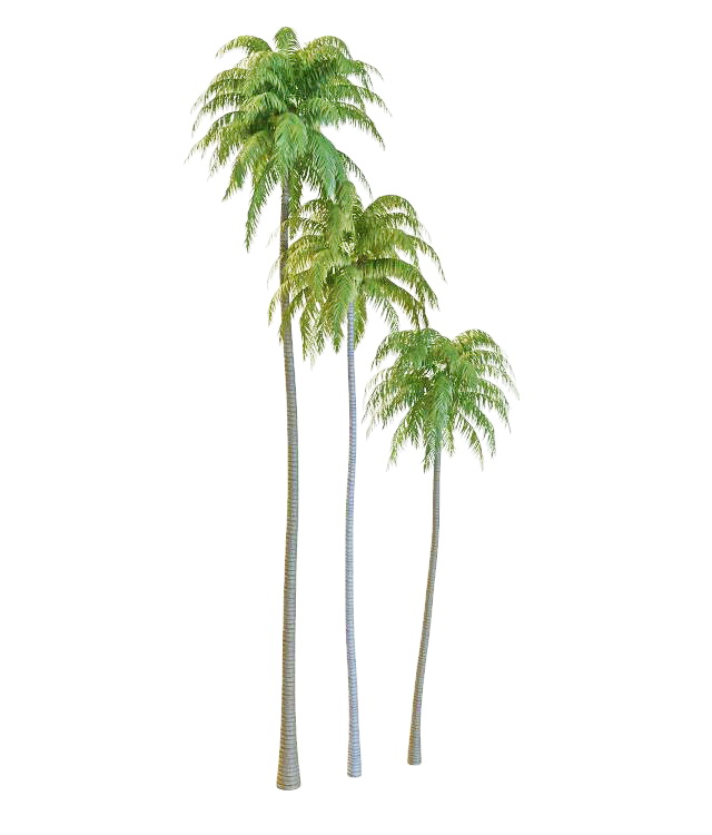 Coconut trees 3d model 3ds max files free download - modeling 32224 on ...