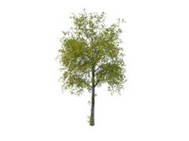 Ancient lime tree 3d model preview