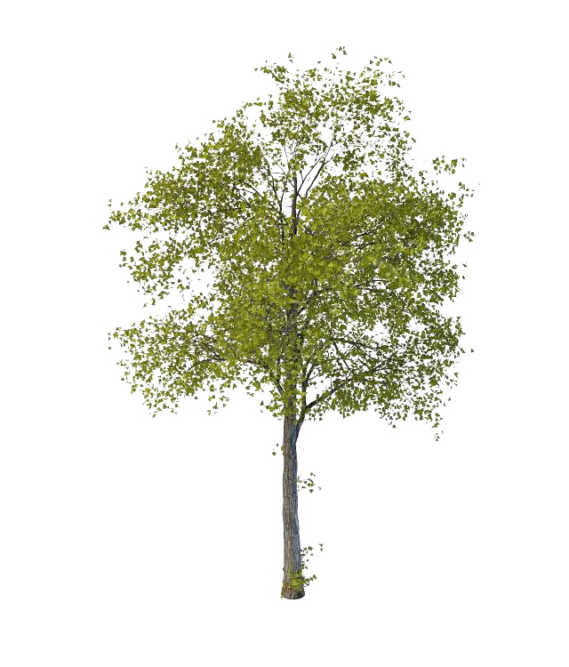 Ancient lime tree 3d rendering