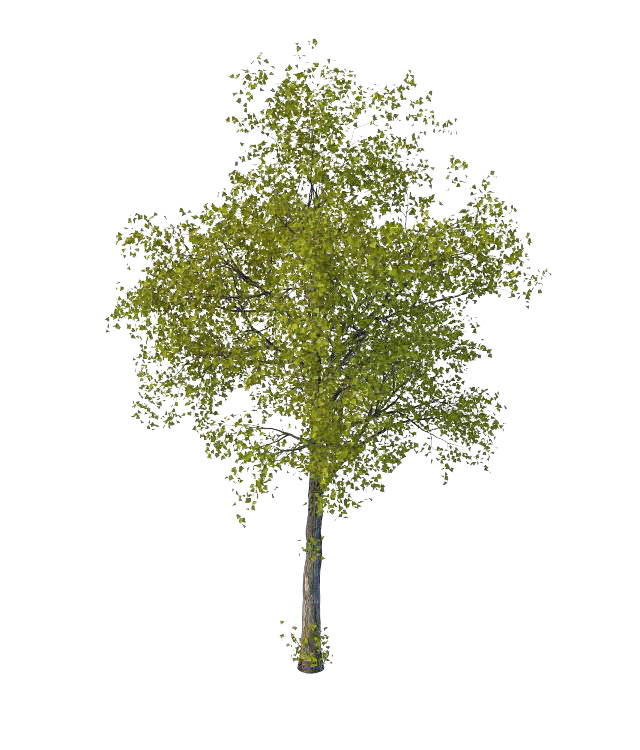 Ancient lime tree 3d rendering